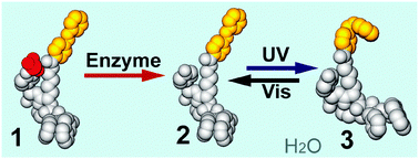 Graphical abstract: Enzymatic formation of a photoresponsive supramolecular hydrogel