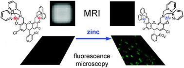 Graphical abstract: Manganese displacement from Zinpyr-1 allows zinc detection by fluorescence microscopy and magnetic resonance imaging