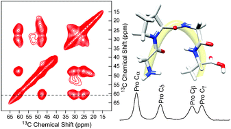 Graphical abstract: Solid-state NMR evidence for elastin-like β-turn structure in spider dragline silk