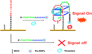 Graphical abstract: Signal-on electrochemiluminescence biosensor for thrombin based on target-induced conjunction of split aptamer fragments