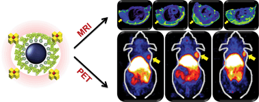 Graphical abstract: HSA coated MnO nanoparticles with prominent MRI contrast for tumor imaging