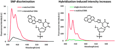 Graphical abstract: Pyrene-functionalized triazole-linked 2′-deoxyuridines—probes for discrimination of single nucleotide polymorphisms (SNPs)