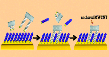 Graphical abstract: Selective adsorption of dithiolate-modified multi-wall carbon nanotubes onto alkanethiol self-assembled monolayers on Au(111)