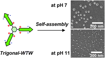 Graphical abstract: Trigonal tryptophane zipper as a novel building block for pH-responsive peptide nano-assemblies