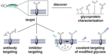 Graphical abstract: Chemical tools to discover and target bacterial glycoproteins