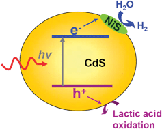 Graphical abstract: Highly efficient and noble metal-free NiS/CdS photocatalysts for H2 evolution from lactic acid sacrificial solution under visible light