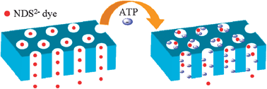 Graphical abstract: ATP-modulated ionic transport through synthetic nanochannels