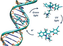 Graphical abstract: Molecular AND-logic for dually controlled activation of a DNA-binding spiropyran