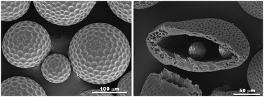 Graphical abstract: Golf ball-shaped PLGA microparticles with internal pores fabricated by simple O/W emulsion