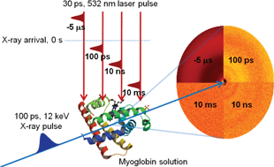 Graphical abstract: Direct observation of myoglobin structural dynamics from 100 picoseconds to 1 microsecond with picosecond X-ray solution scattering