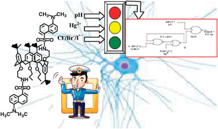 Graphical abstract: Molecular trafficking based on latch circuit