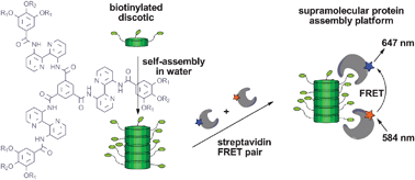 Graphical abstract: Protein assembly along a supramolecular wire