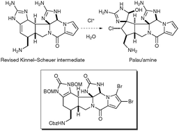 Graphical abstract: Revisiting the Kinnel–Scheuer hypothesis for the biosynthesis of palau'amine