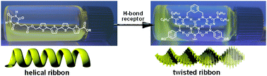 Graphical abstract: Rationally controlled helical organization of a multiple-hydrogen-bonding oligothiophene: guest-induced transition of helical-to-twisted ribbons