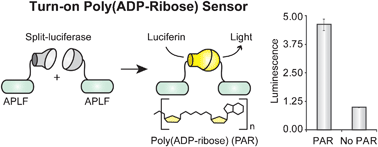 Graphical abstract: A turn-on split-luciferase sensor for the direct detection of poly(ADP-ribose) as a marker for DNA repair and cell death