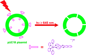 Graphical abstract: DNA photocleavage by an osmium(ii) complex in the PDT window