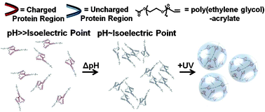 Graphical abstract: A general route for the synthesis of functional, protein-based hydrogel microspheres using tailored protein charge