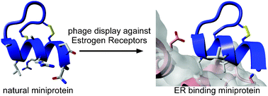Graphical abstract: Phage display selection of miniprotein binders of the Estrogen Receptor