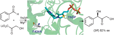 Graphical abstract: α,α′-Dihydroxyketone formation using aromatic and heteroaromatic aldehydes with evolved transketolase enzymes
