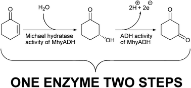 Graphical abstract: MhyADH catalysed Michael addition of water and in situ oxidation