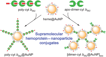 Graphical abstract: Supramolecular hemoprotein–gold nanoparticle conjugates