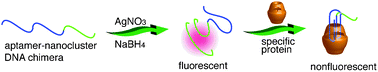 Graphical abstract: Silver nanocluster aptamers: in situ generation of intrinsically fluorescent recognition ligands for protein detection