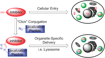 Graphical abstract: “Click” synthesis of small molecule–peptide conjugates for organelle-specific delivery and inhibition of lysosomal cysteine proteases
