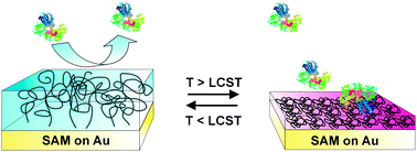 Graphical abstract: Switchable, biocompatible surfaces based on glycerol copolymers