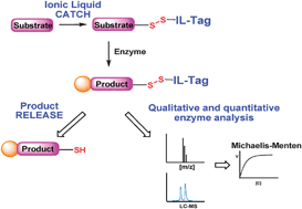 Graphical abstract: Ionic-liquid-based catch and release mass spectroscopy tags for enzyme monitoring