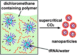 Graphical abstract: Sustained release of nucleic acids from polymeric nanoparticles using microemulsion precipitation in supercritical carbon dioxide