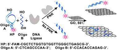 Graphical abstract: A graphene oxide-based nano-beacon for DNA phosphorylation analysis