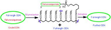 Graphical abstract: Synthetic oligodeoxynucleotide purification by polymerization of failure sequences