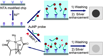 Graphical abstract: Ultrasensitive scanometric strategy for detection of matrix metalloproteinases using a histidine tagged peptide–Au nanoparticle probe