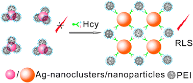 Graphical abstract: A sensitive and selective resonance light scattering bioassay for homocysteine in biological fluids based on target-involved assembly of polyethyleneimine-capped Ag-nanoclusters