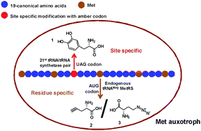 Graphical abstract: A facile and efficient method for the incorporation of multiple unnatural amino acids into a single protein