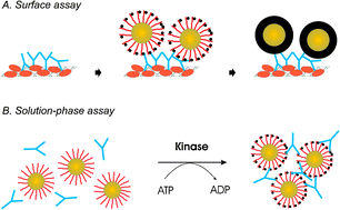 Graphical abstract: Single-step kinase inhibitor screening using a peptide-modified gold nanoparticle platform