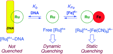 Graphical abstract: Absence of quenching by [Fe(CN)6]4− is not proof of DNA intercalation