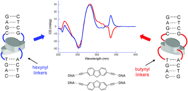 Graphical abstract: Modulation of chiroptical properties by DNA-guided assembly of fluorenes