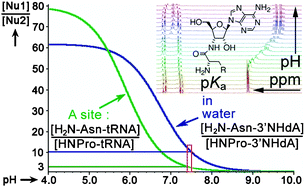 Graphical abstract: Intrinsic pKa values of 3′-N-α-l-aminoacyl-3′-aminodeoxyadenosines determined by pH dependent 1H NMR in H2O