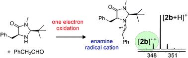 Graphical abstract: Direct experimental evidence for an enamine radical cation in SOMO catalysis