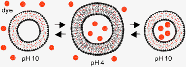 Graphical abstract: Photo-crosslinked and pH sensitive polymersomes for triggering the loading and release of cargo