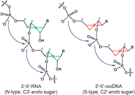 Graphical abstract: Probing the furanose conformation in the 2′–5′strand of isoDNA : RNA duplexes by freezing the nucleoside conformations