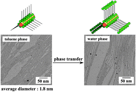 Graphical abstract: Water-dispersible ultrathin Au nanowires prepared using a lamellar template of a long-chain amidoamine derivative