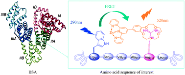 Graphical abstract: Selective detection of zwitterionic arginine with a new Zn(ii)-terpyridine complex: potential application in protein labeling and determination