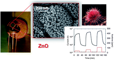 Graphical abstract: Urchin-like ZnO nanorod arrays for gas sensing applications