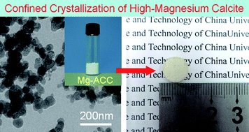 Graphical abstract: Confined crystallization of polycrystalline high-magnesium calcite from compact Mg-ACC precursor tablets and its biological implications
