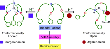 Graphical abstract: Anion specificity induced conformational changes in cresol-based tripodal podands controlled by weak interactions: structural and Hirshfeld surface analysis