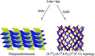 Graphical abstract: Zinc and copper coordination polymers with 4,4′-bipyridine and 2-sulfoterephthalate: infinite polypseudorotaxane and unprecedented (3,4,4)-connected trinodal topology
