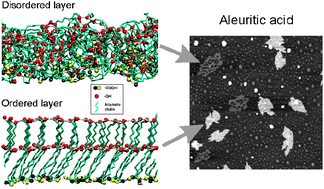 Graphical abstract: Aleuritic (9,10,16-trihydroxypalmitic) acid self-assembly on mica