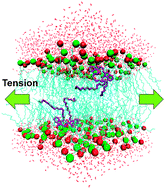 Graphical abstract: Atomistic simulation of lipid and DiI dynamics in membrane bilayers under tension